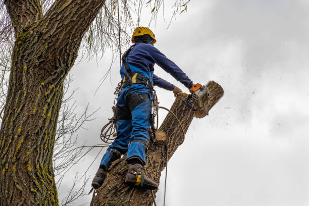 Best Tree Cabling and Bracing  in Truth Or Consequences, NM
